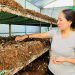 Khởi nghiệp bằng mô hình trồng nấm rơm trong nhà kín
