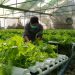 Khởi nghiệp với mô hình trồng rau thủy canh ứng dụng công nghệ cao